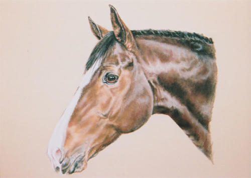 horse15