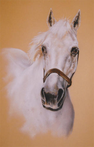 horse7